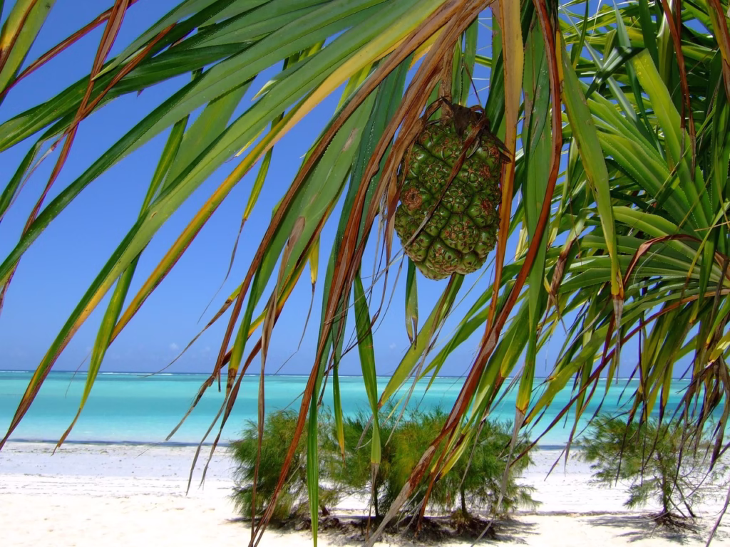 Zanzibar okładka