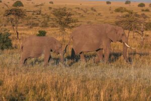 Egzotyczna Afryka – Zanzibar, Kenia i Tanzania: safari i plaże, kiedy jechać, szczepienia i wizy 🐘🌊