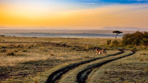 Kenia, safari