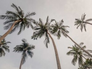 Sri Lanka czy Tajlandia na zimowy urlop?